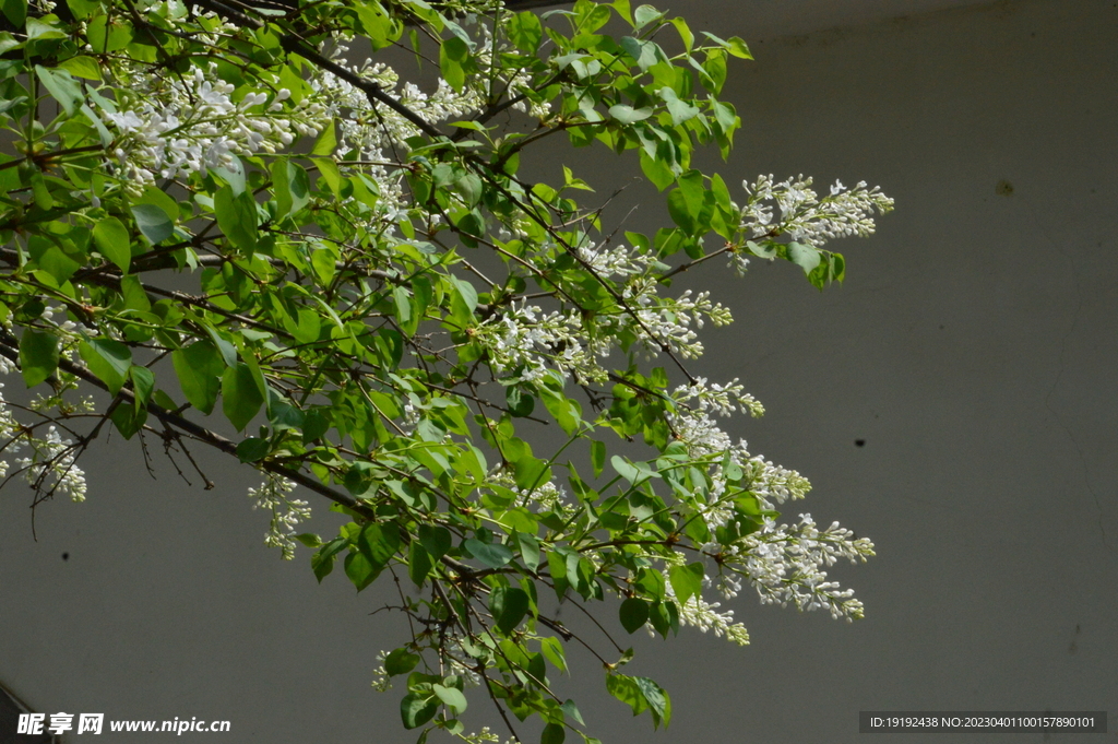 丁香花 