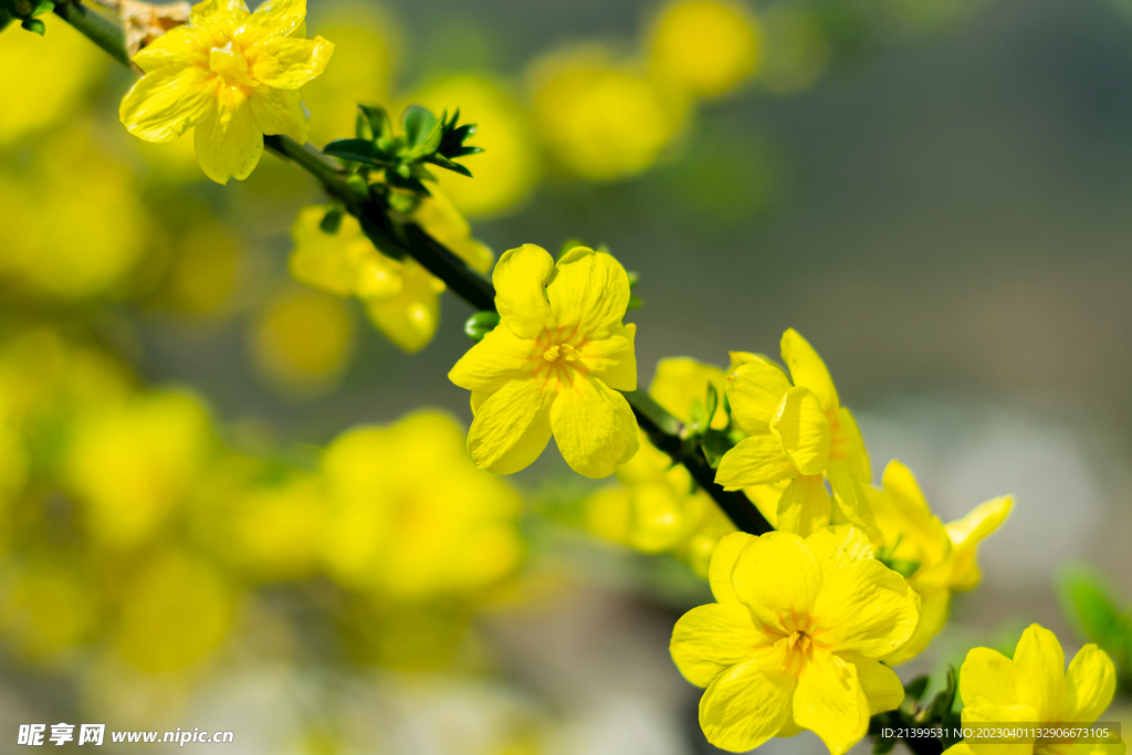 迎春花