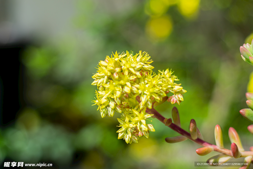 黄花