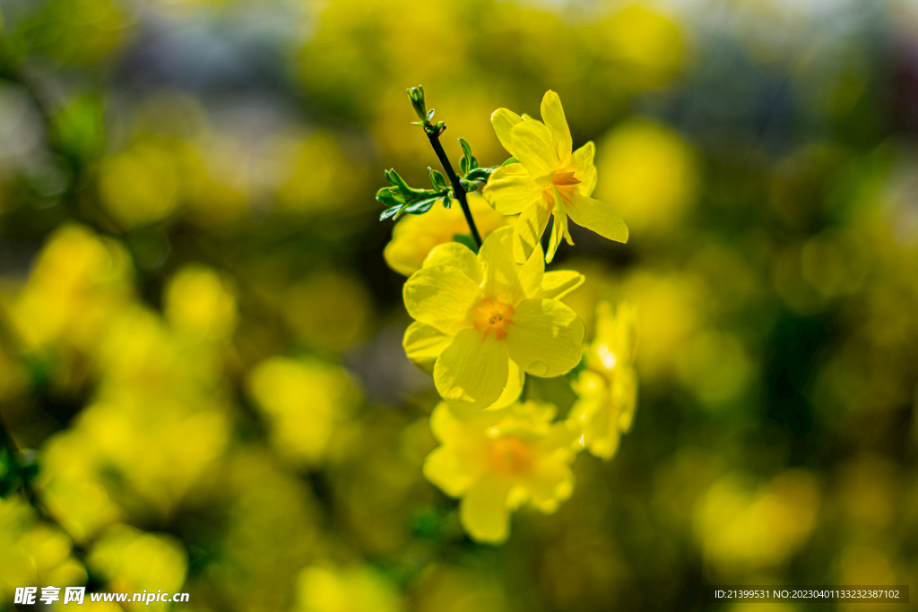 迎春花