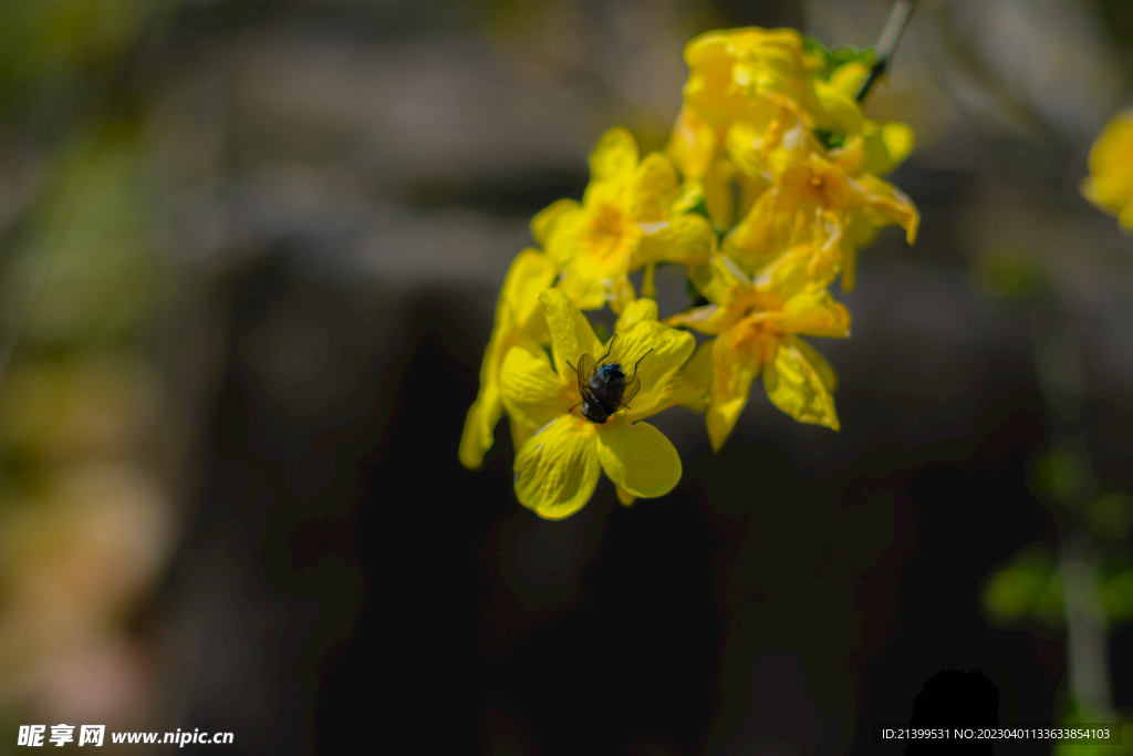 迎春花