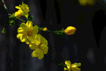 迎春花
