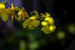 迎春花