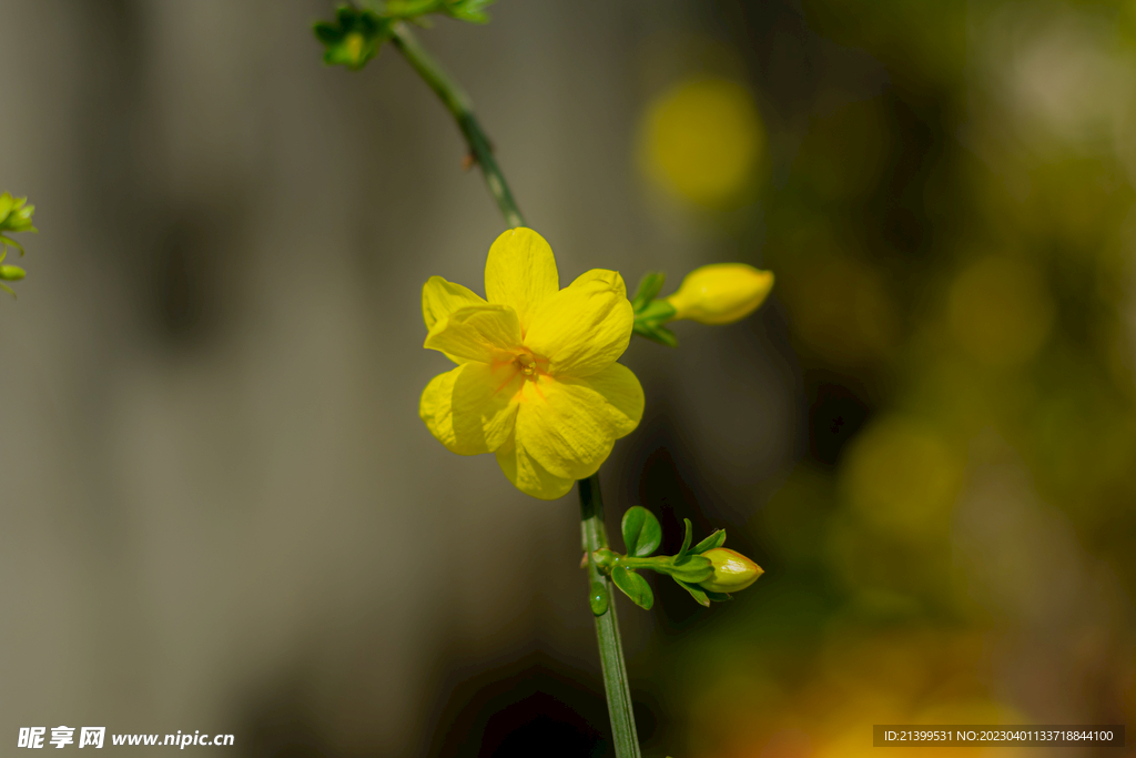 迎春花