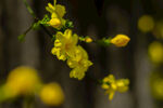 迎春花