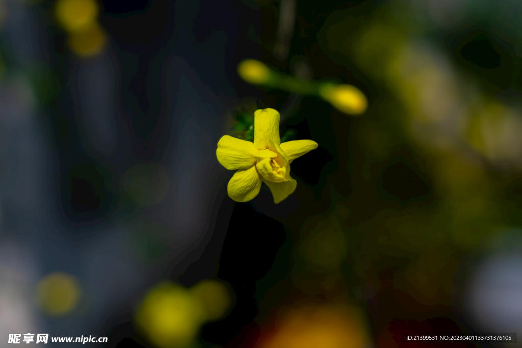 迎春花