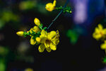迎春花