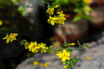 迎春花