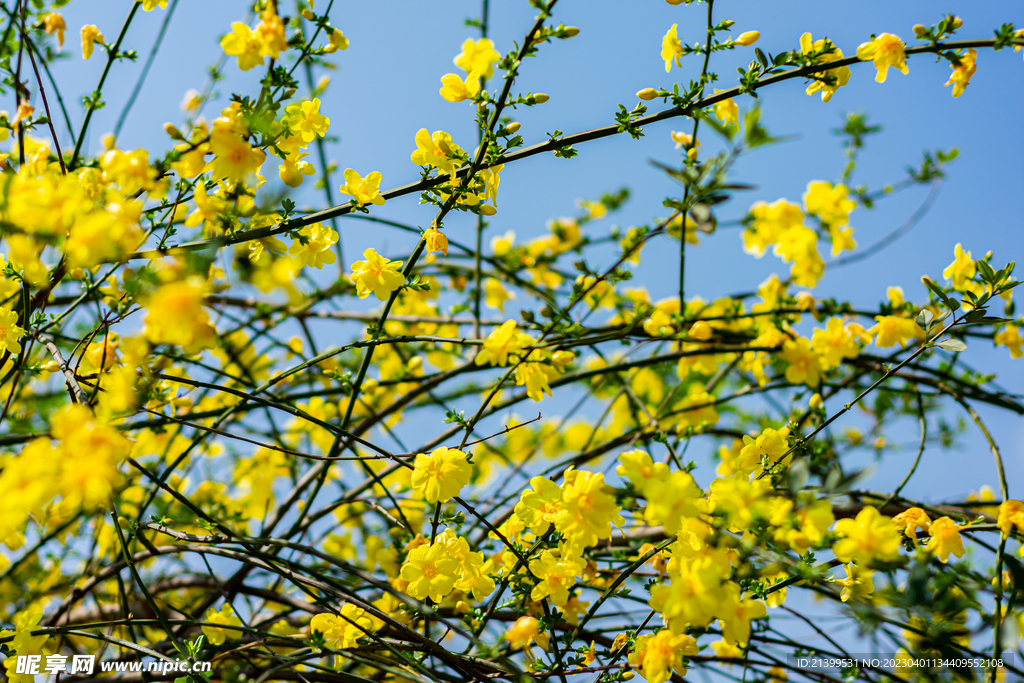 迎春花