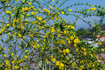 迎春花