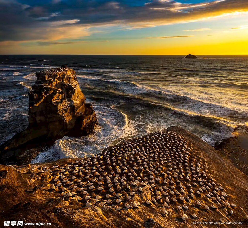 海岸上的海鸟