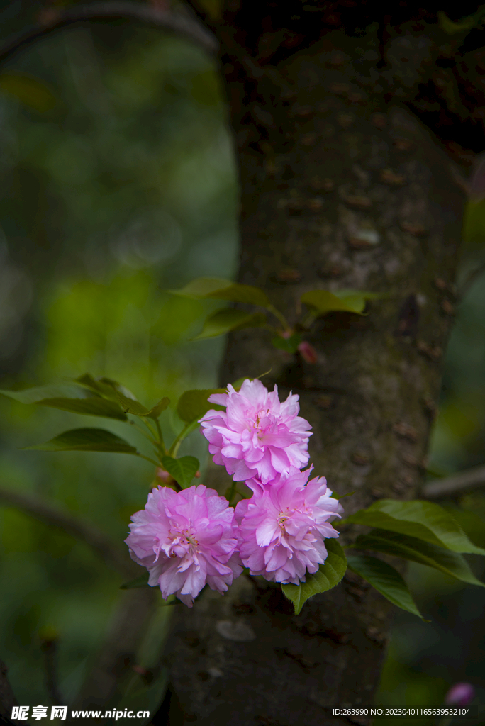 樱花 大樱花