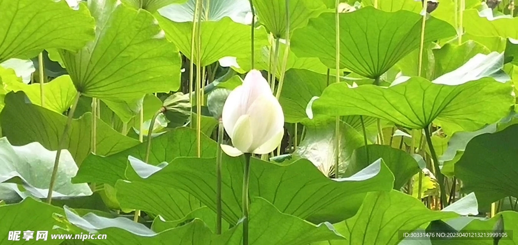 荷花