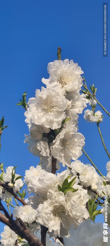 白色梅花图片