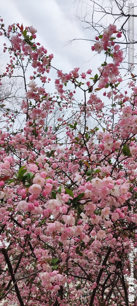 垂丝海棠花