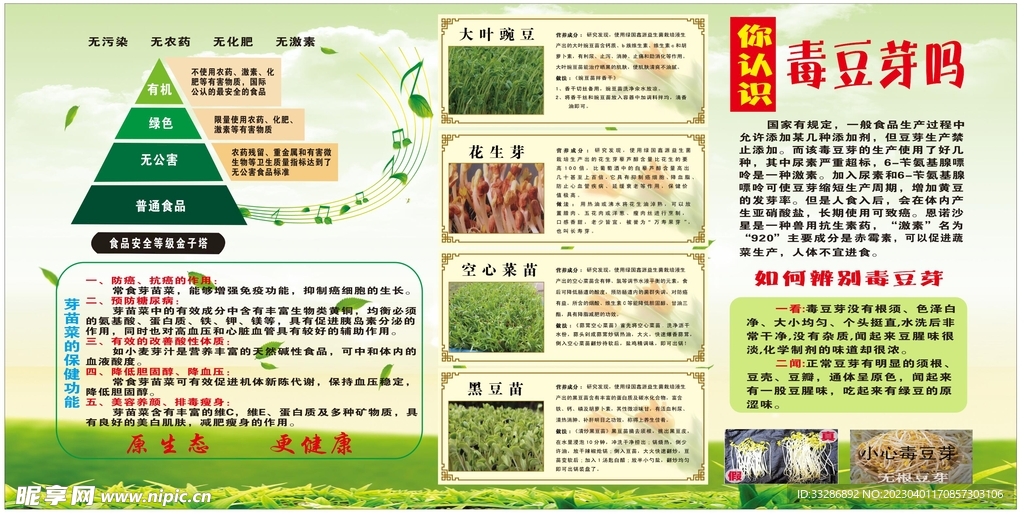 豆芽