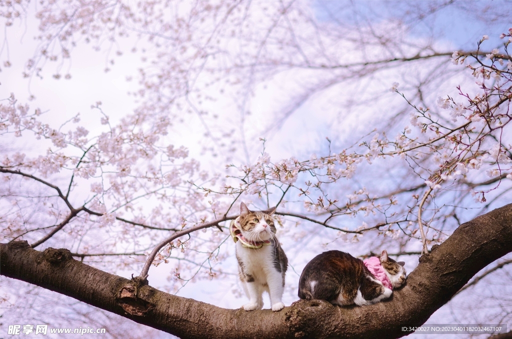 樱花猫咪