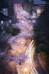 樱花路
