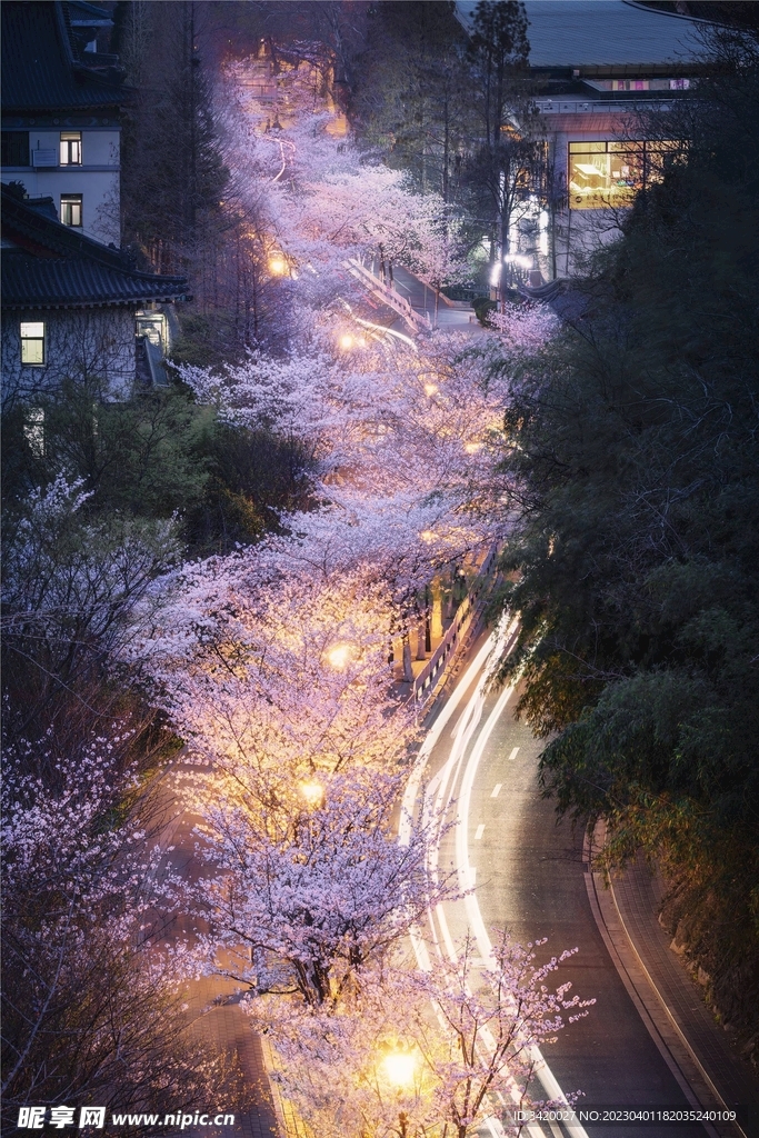 樱花路