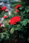 月季花