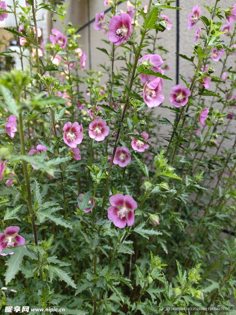 小花 