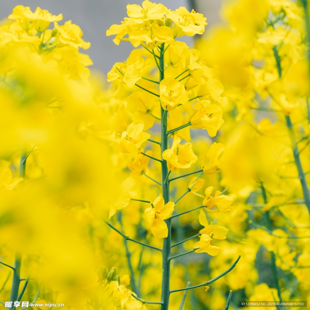 油菜花