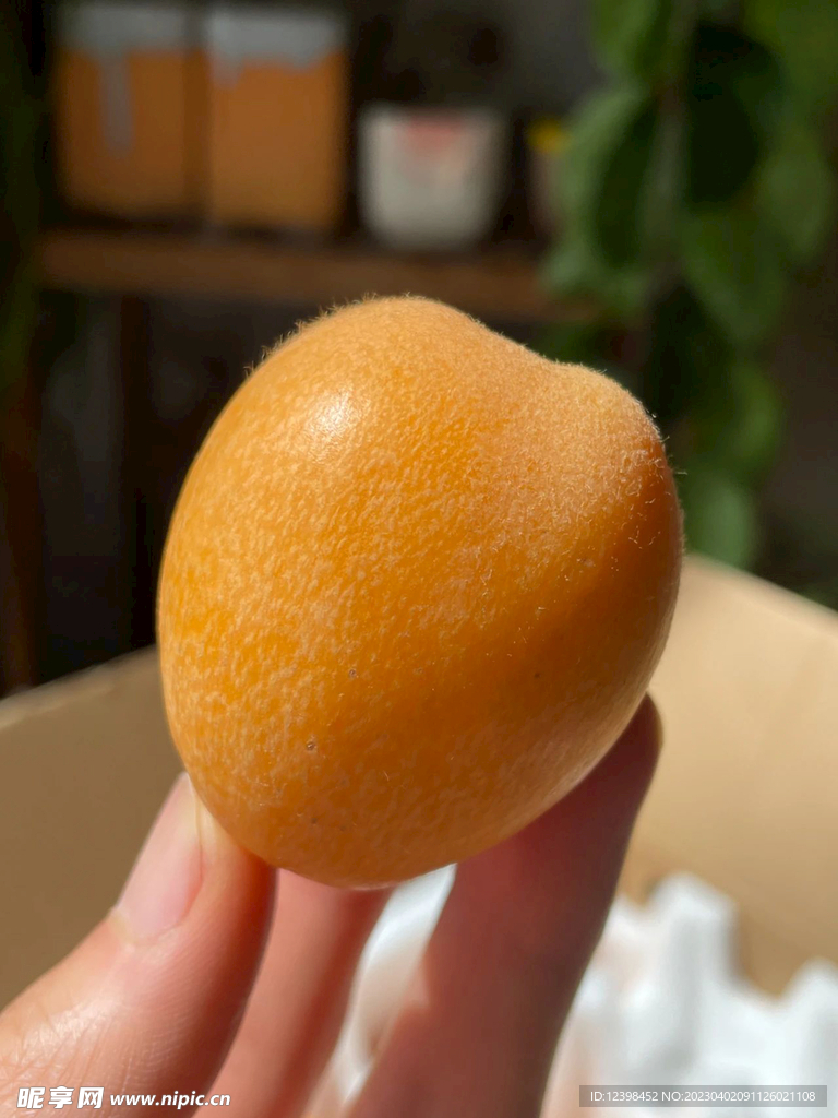 枇杷