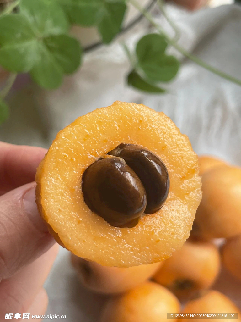 枇杷