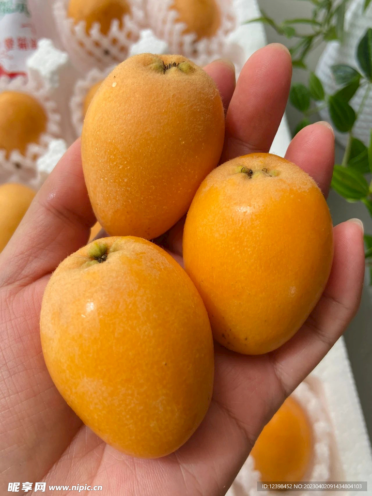 枇杷
