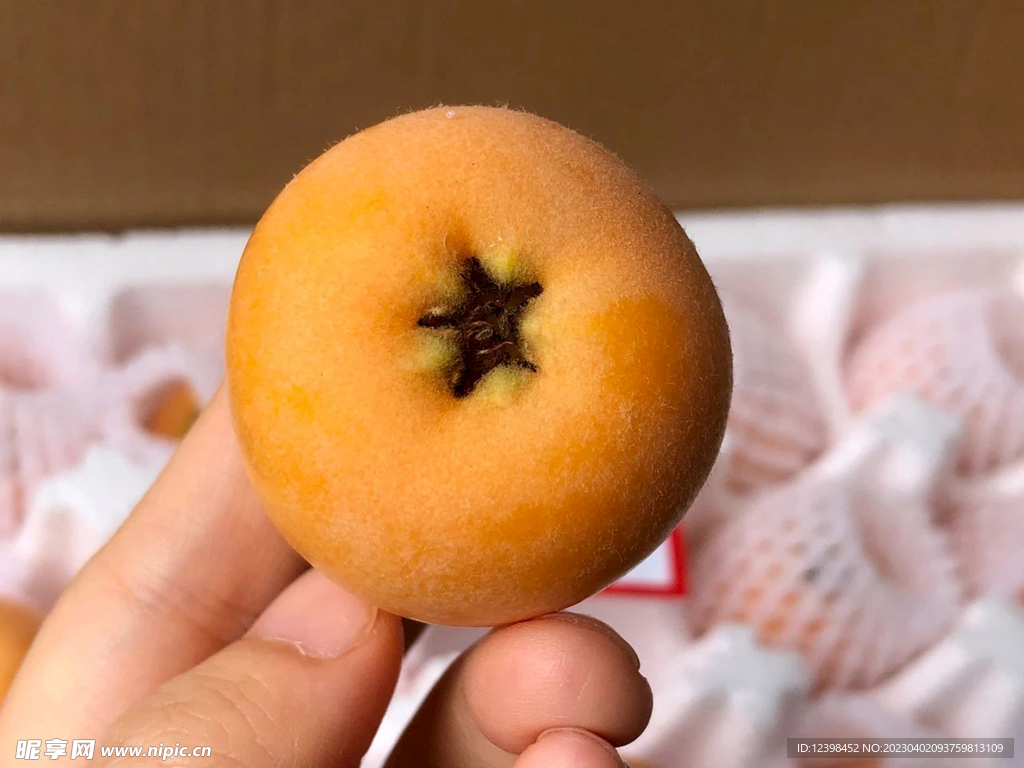 枇杷