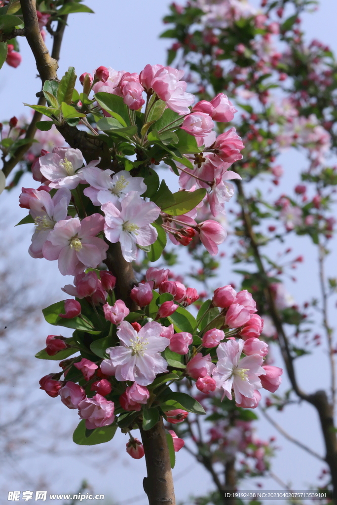 西府海棠花