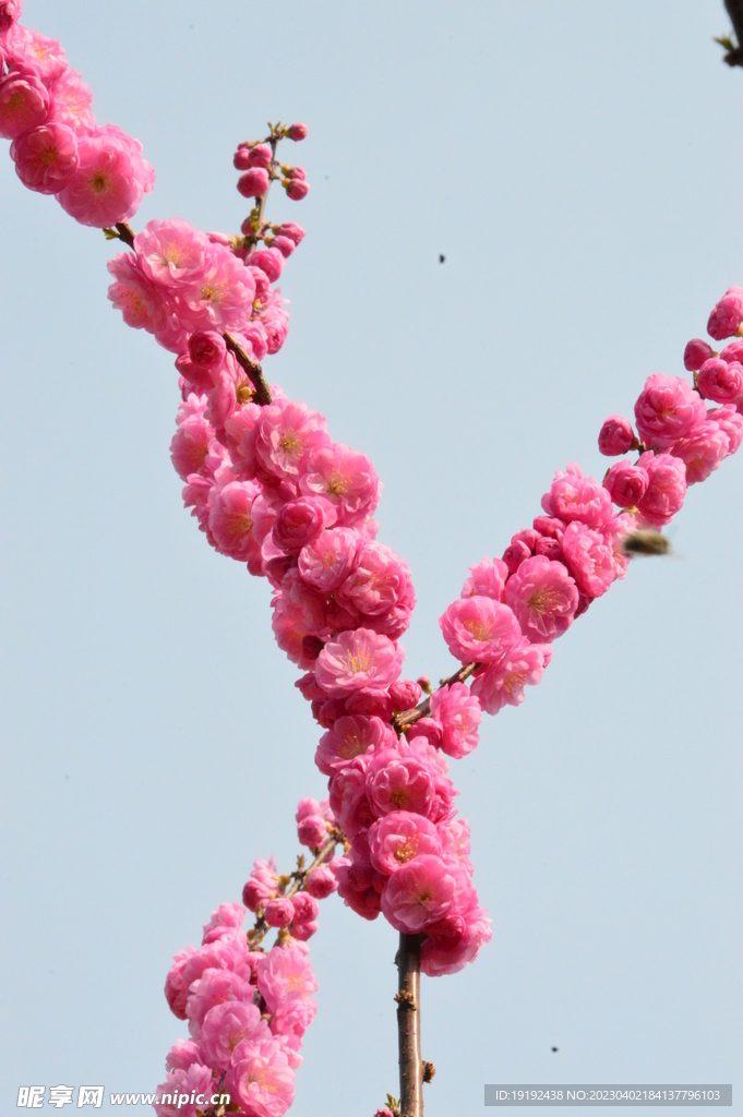 榆叶梅