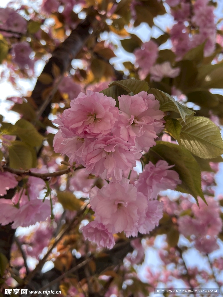 粉色樱花