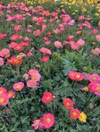 花丛