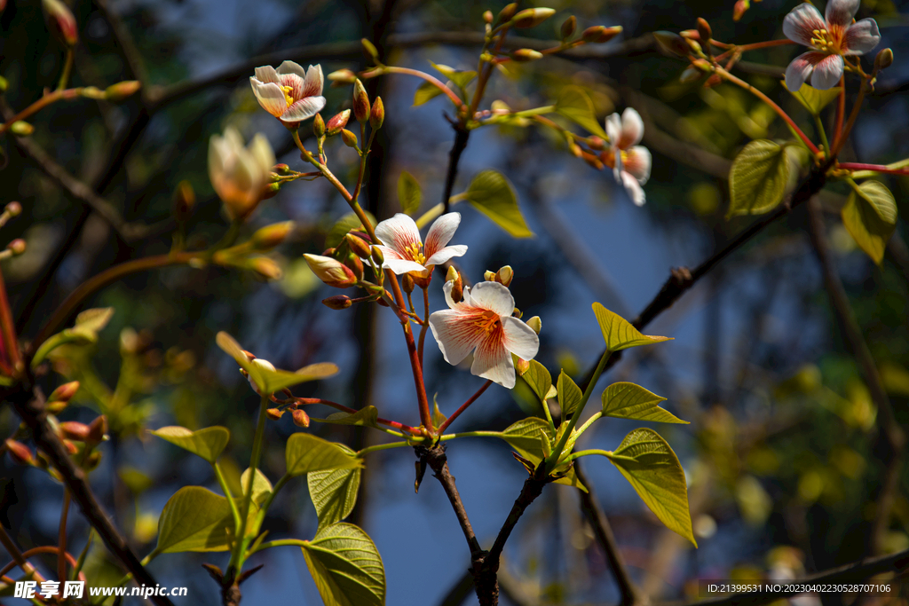 桐子花