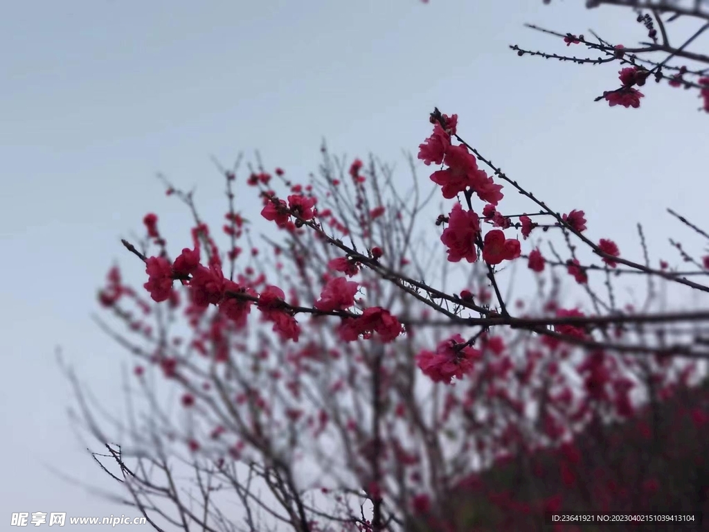 春暖花开