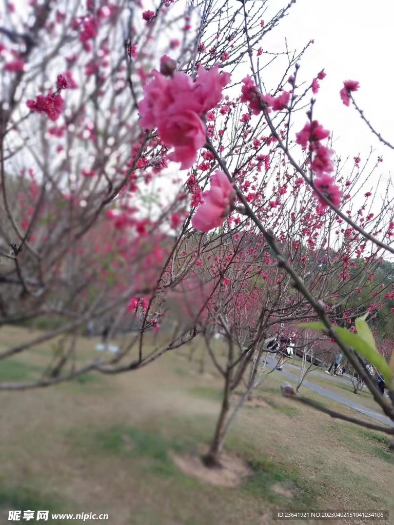 春暖花开