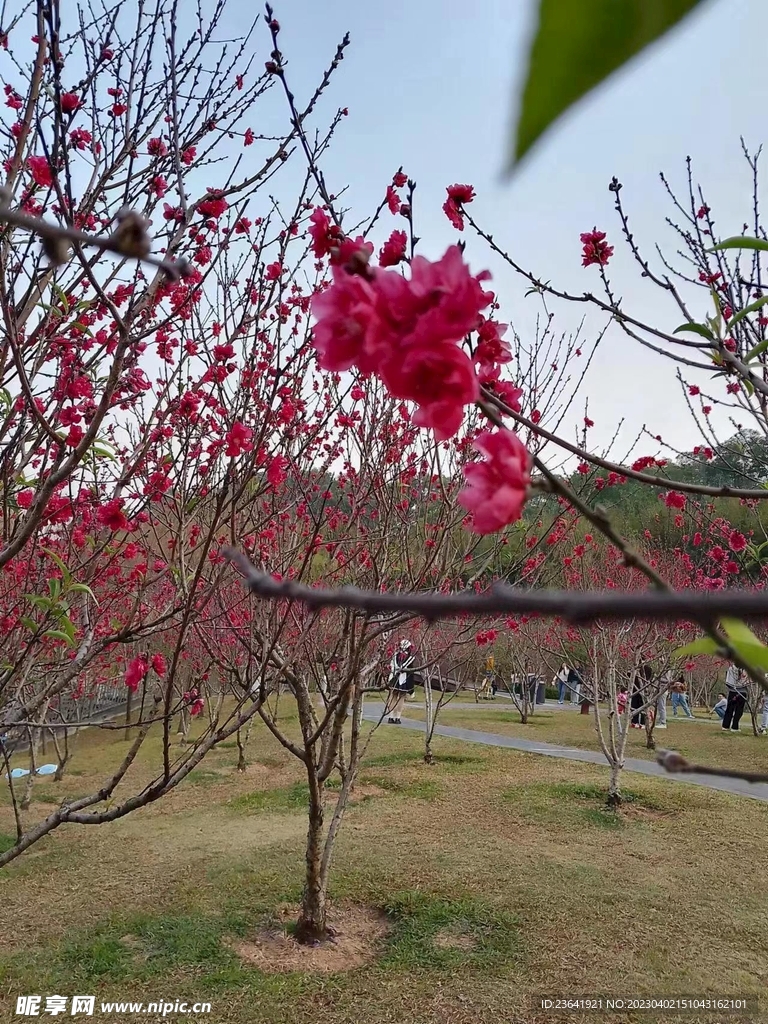 春暖花开