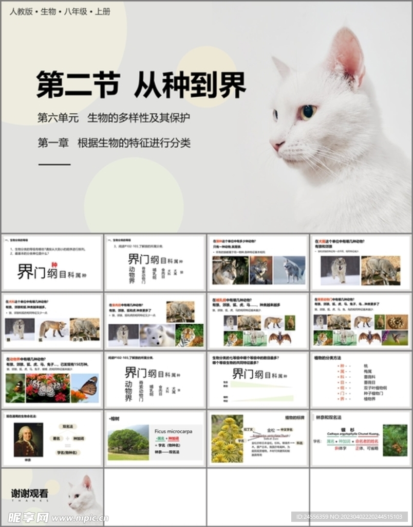 从种到界