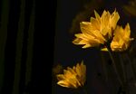 金鸡菊