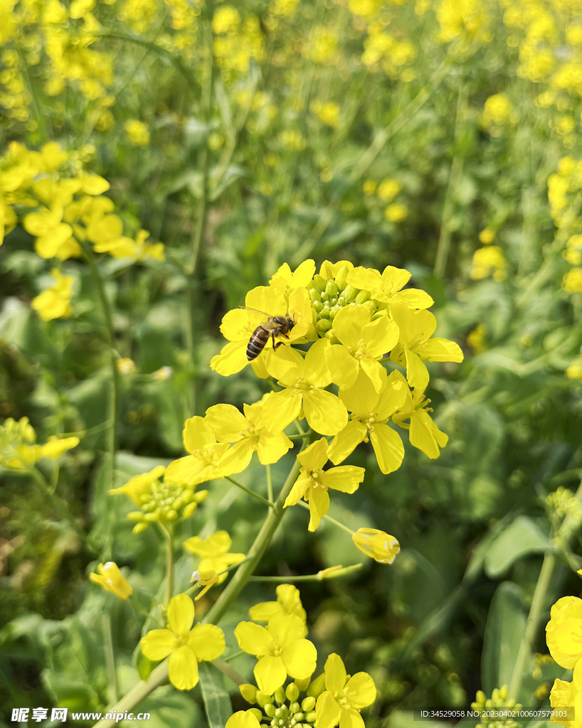 油菜花