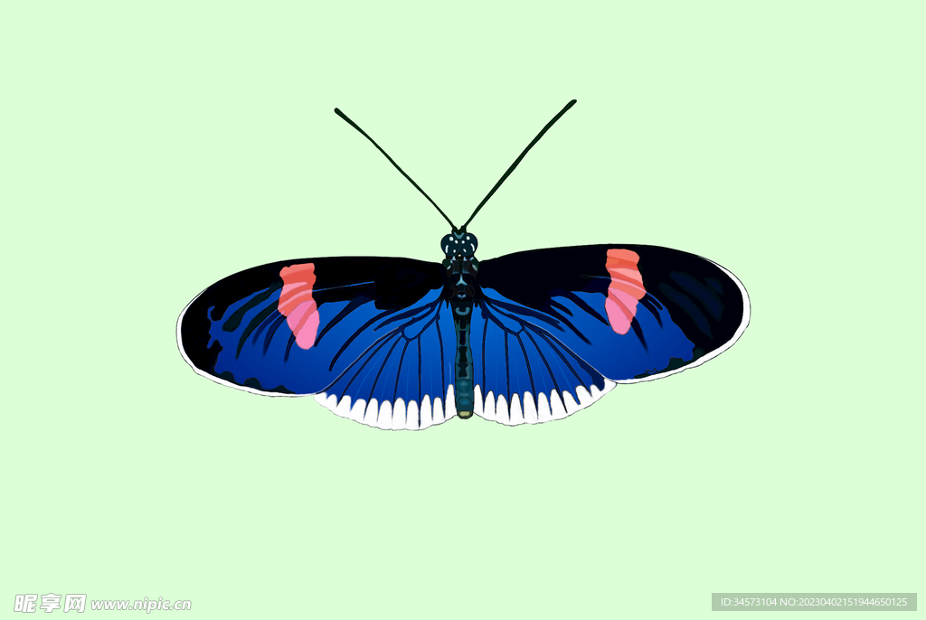 蝴蝶-蓝翅粉斑点