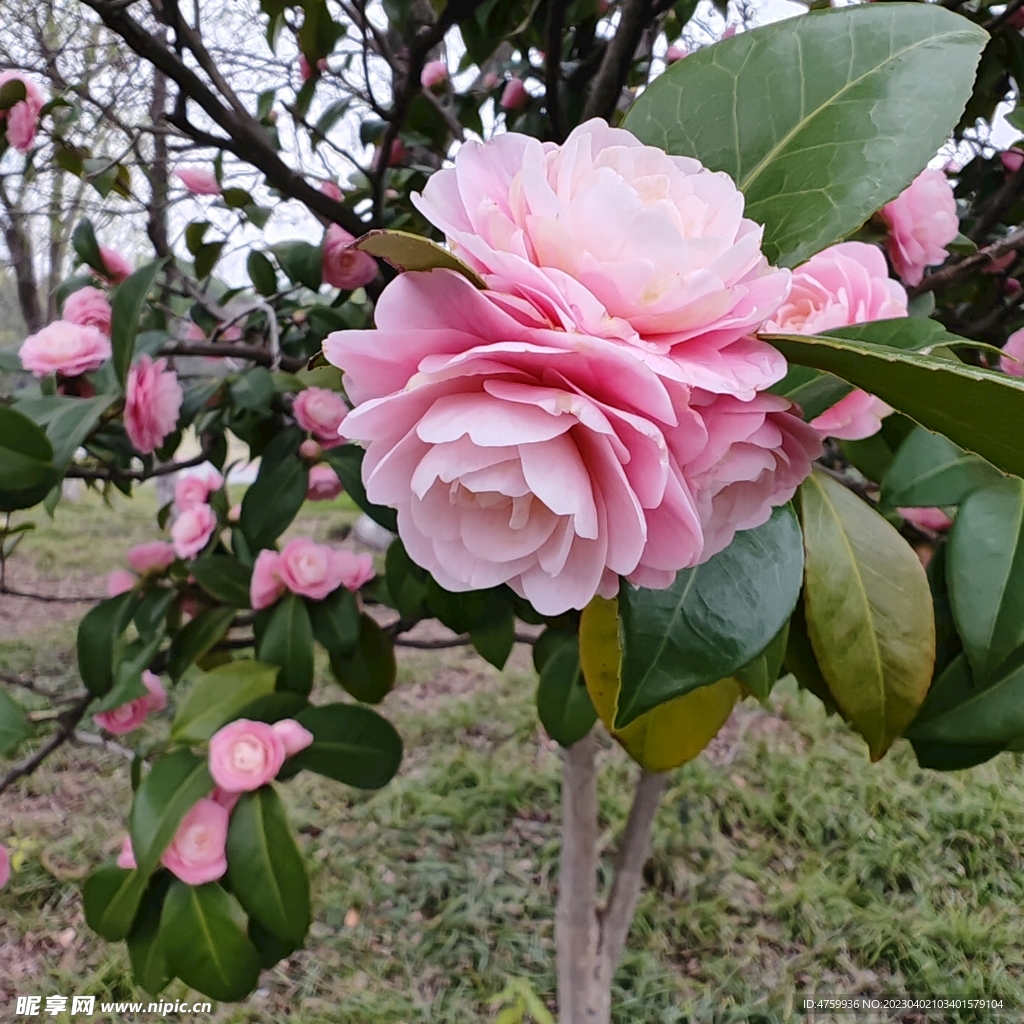 粉茶花   