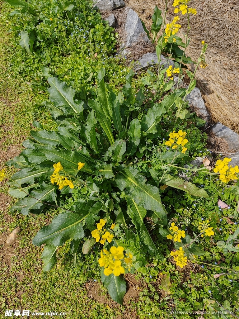 油菜花