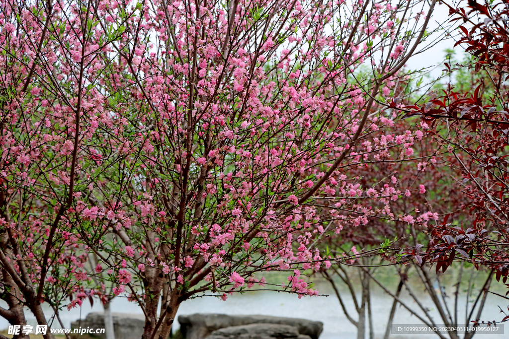 桃花