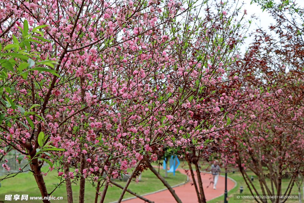 桃花