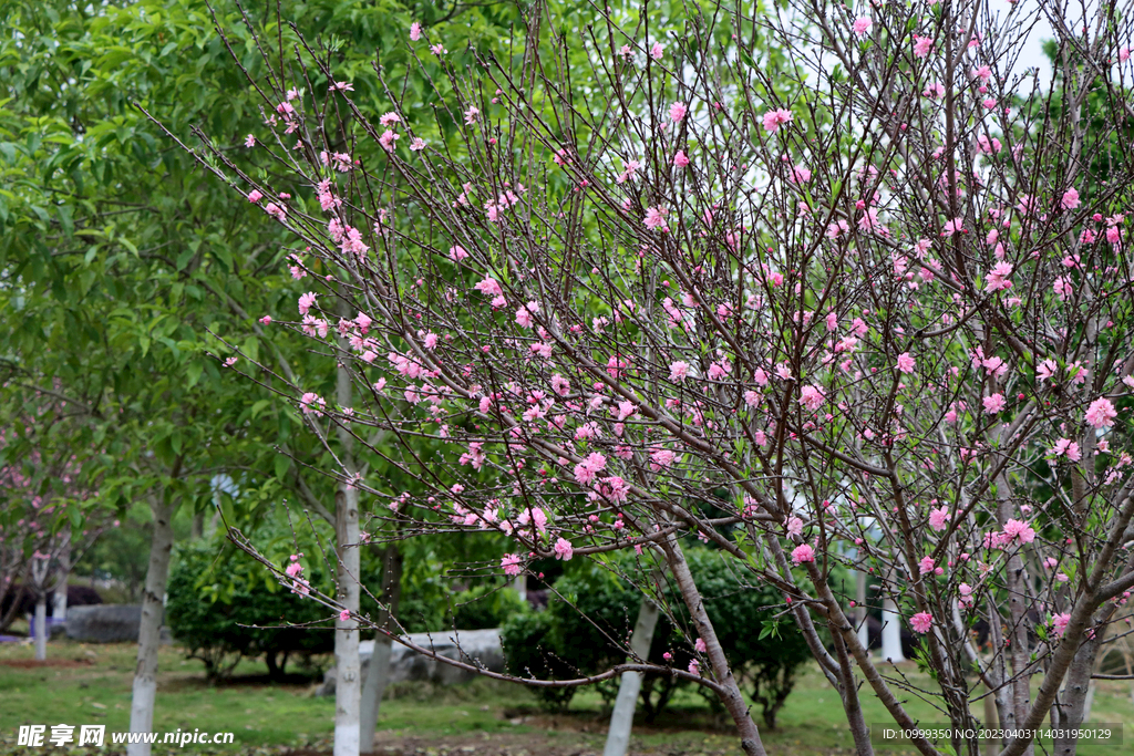 桃花