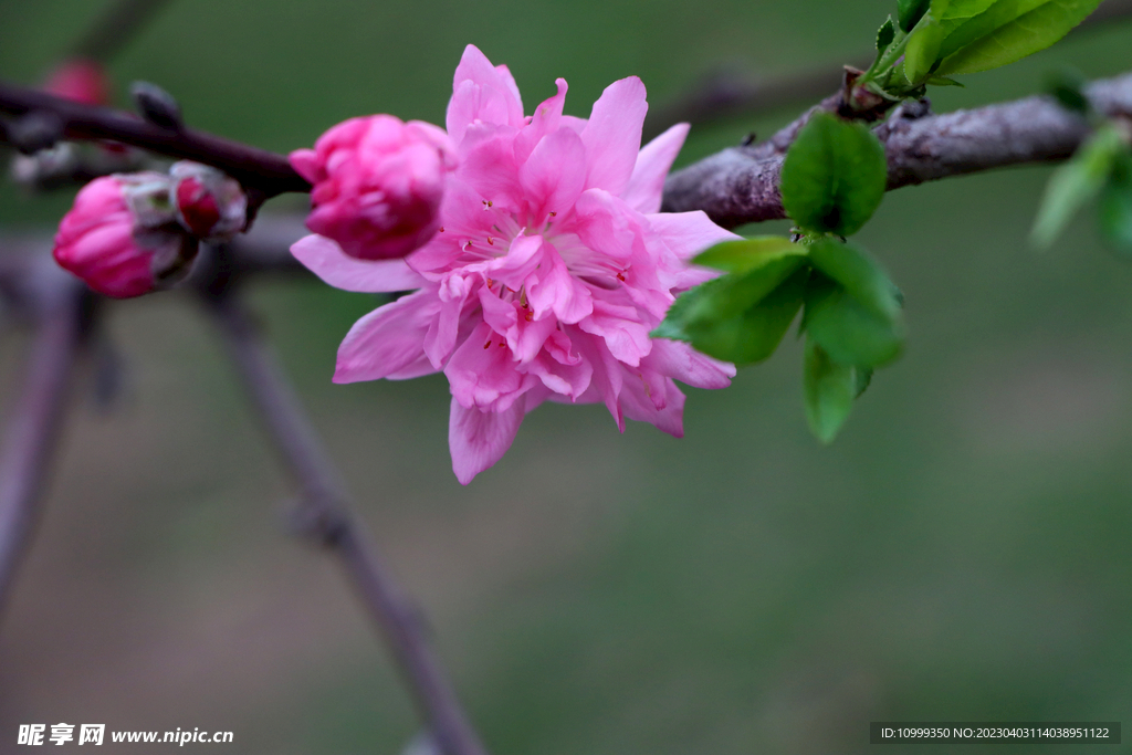 桃花