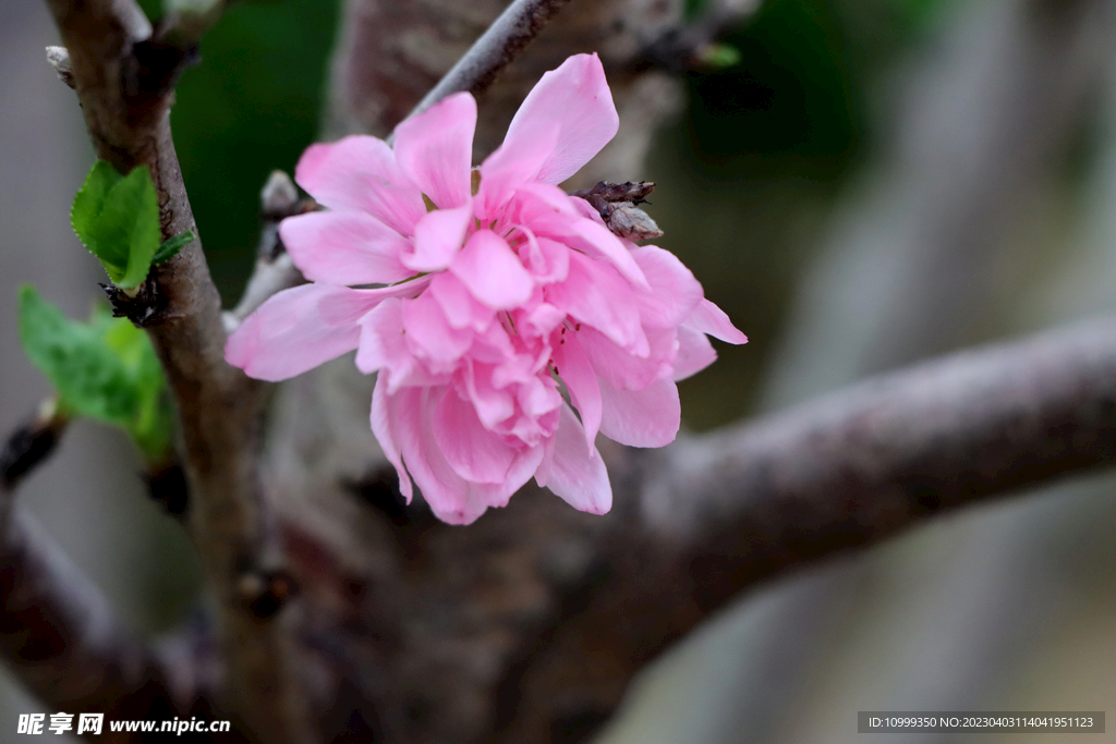 桃花