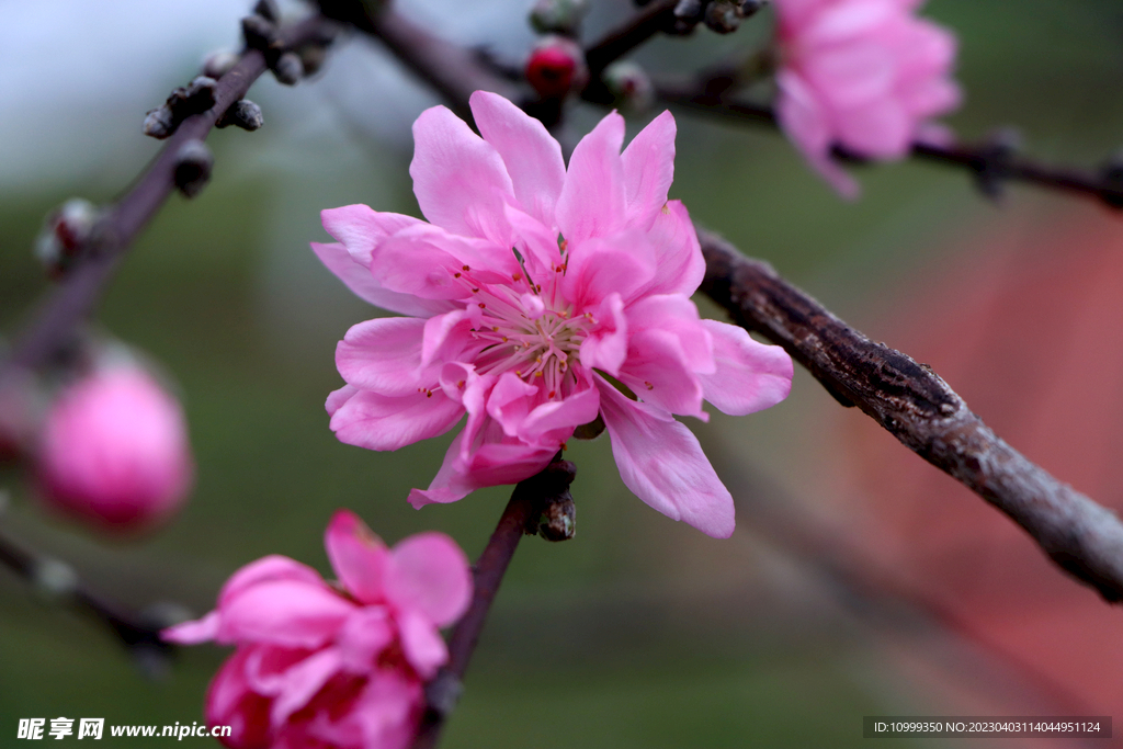 桃花